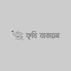 চীনার পাতা ঝলসানো রোগ