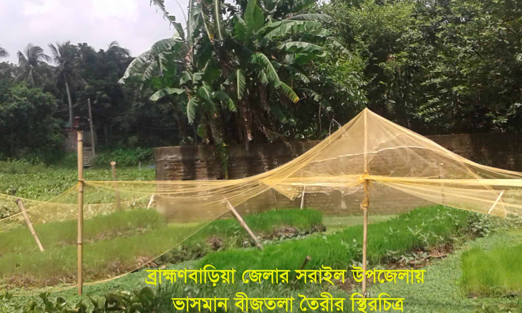 ভাসমান বীজতলা তৈরীর কৌশল