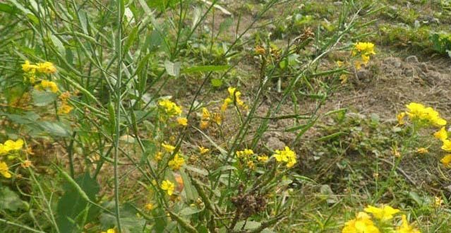 সরিষার জাব পোকা