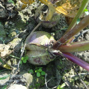 শালগম ফেটে যাওয়া সমস্যা