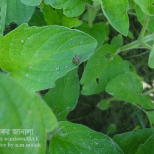 তিলের স্টিং বাগ পোকা