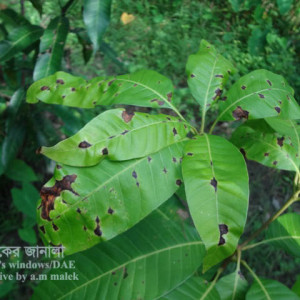 আমের পাতার দাগ রোগ