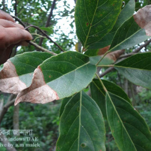 জলপাইয়ের পাতা পোড়া রোগ