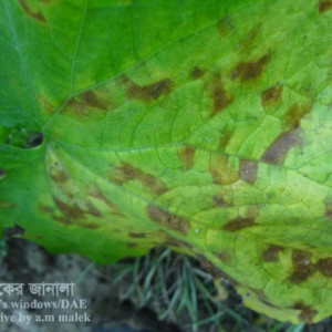 খিরার কোণাচে দাগ রোগ