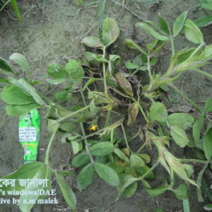 চীনাবাদামের উঁইপোকা